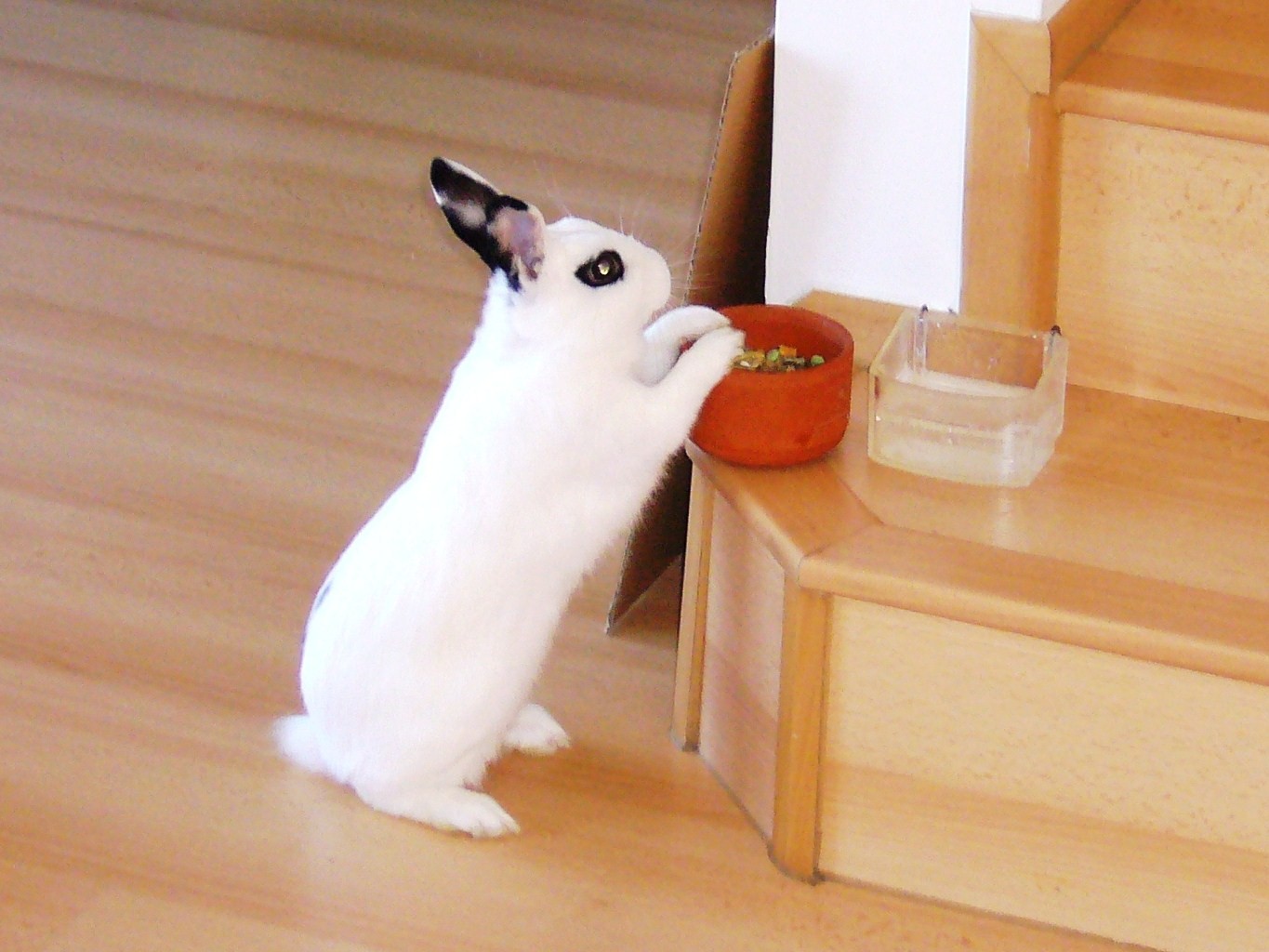 Flappie I