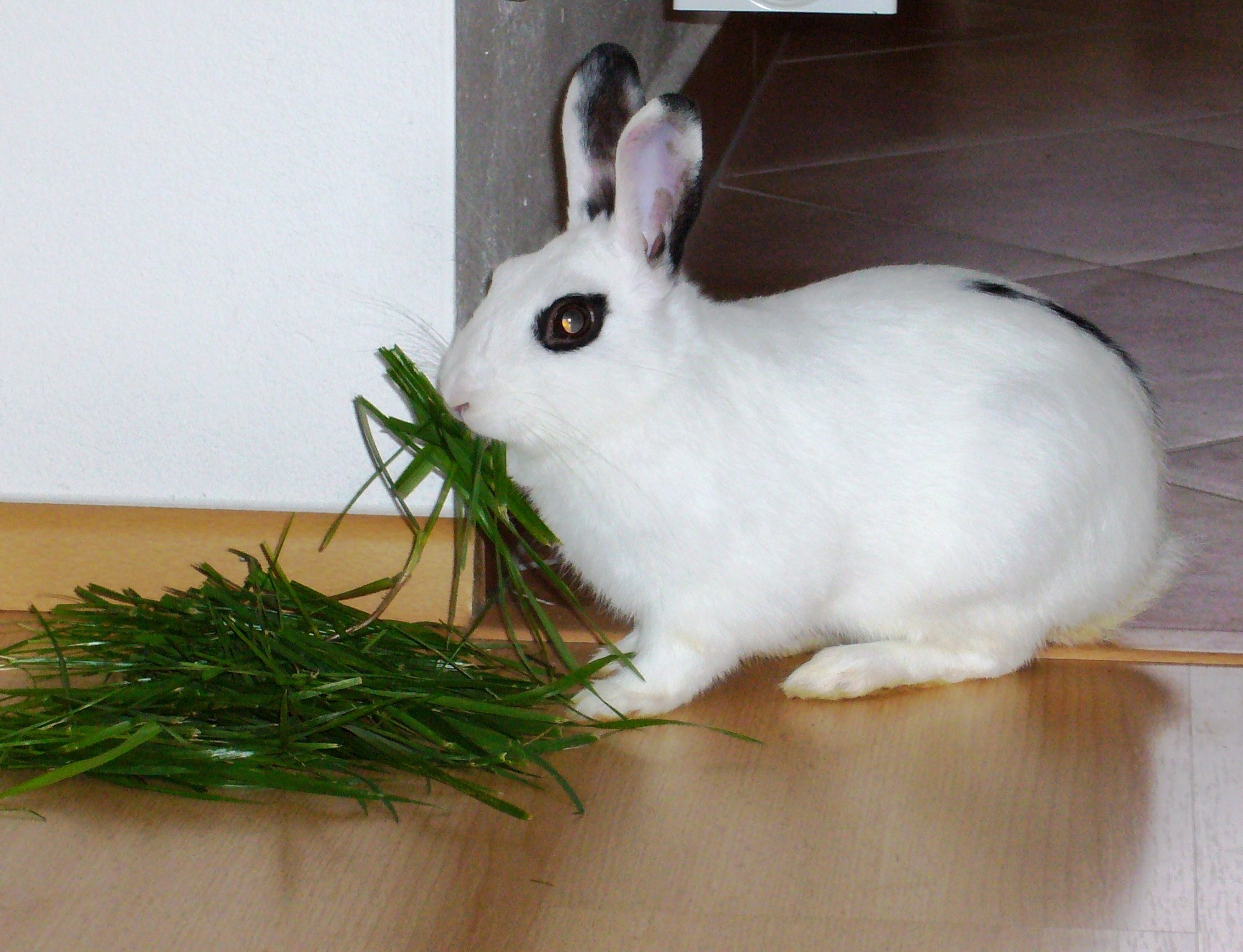 Flappie II